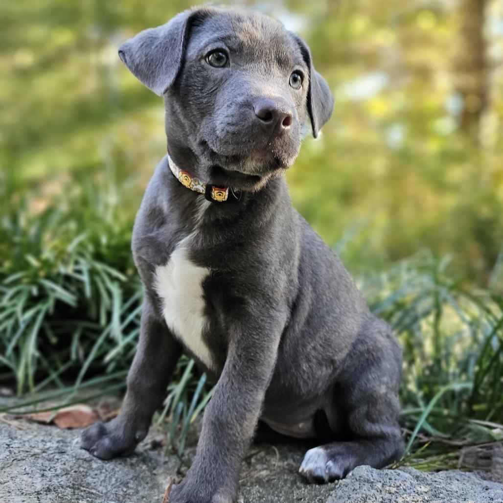 Enlarge Eeyore, a Adoptable mixed breed in Festus, MO image 4/4