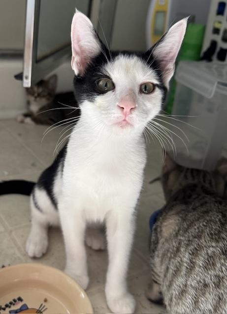 Shadrack, Adoptable, Young Male Domestic Short Hair.