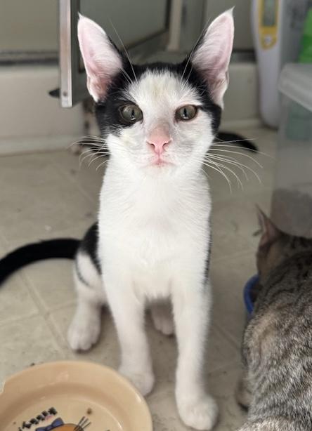 Enlarge Shadrack, a Adoptable Domestic Short Hair in Columbia, SC image 2/2