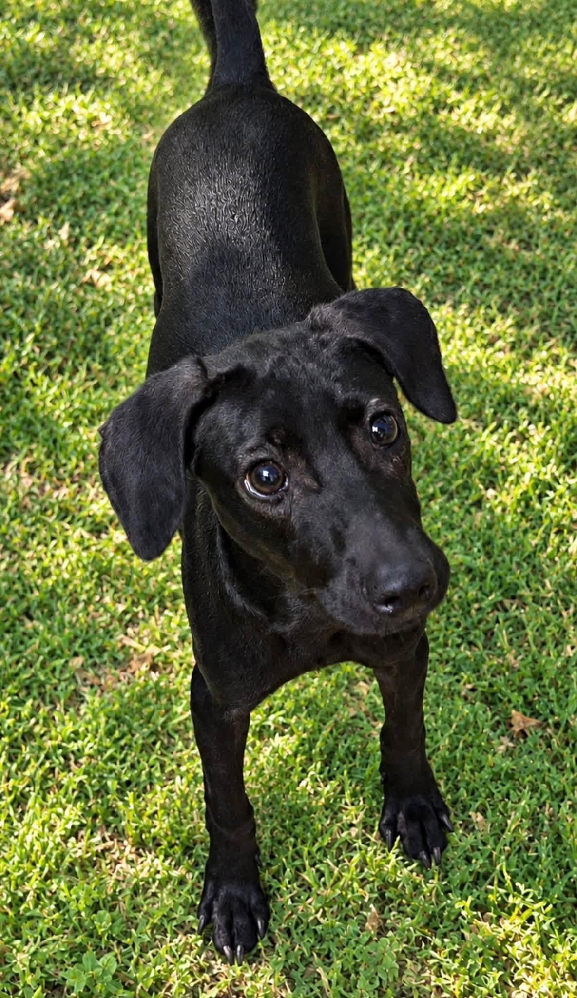 Eddie, Adopted, Puppy Male Miniature Pinscher & Dachshund.