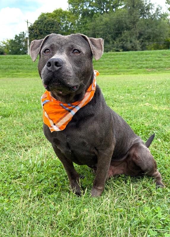 Locust, Adoptable, Adult Male Pit Bull Terrier & Mixed Breed.