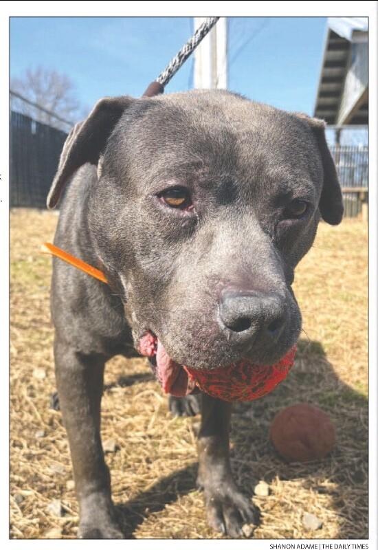Enlarge Locust, a Adoptable mixed breed in Maryville, TN image 1/6