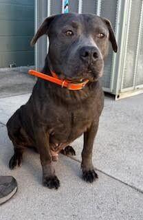 Enlarge Locust, a Adoptable mixed breed in Maryville, TN image 1/6