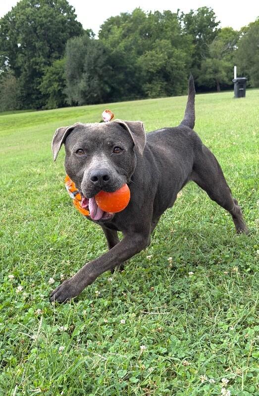 Locust, a Adoptable mixed breed in Maryville, TN image 2/6