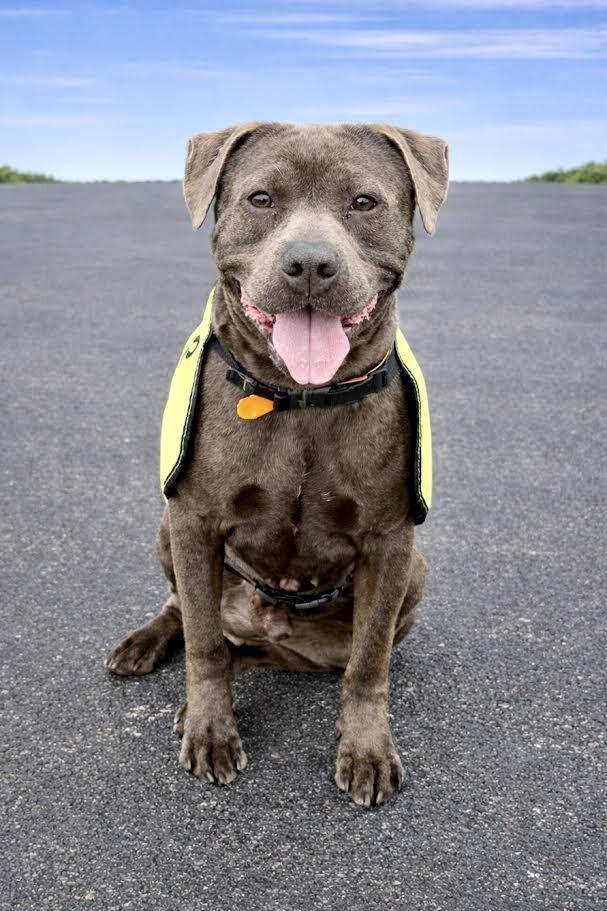Enlarge Locust, a Adoptable mixed breed in Maryville, TN image 2/6