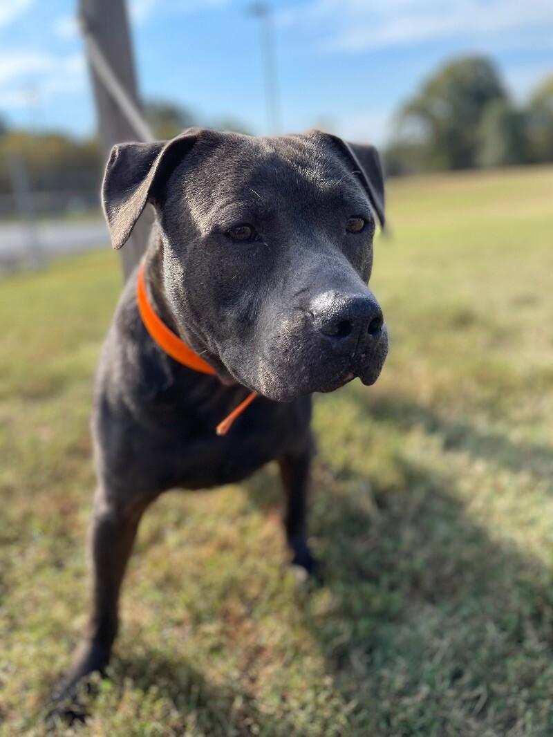 Enlarge Locust, a Adoptable mixed breed in Maryville, TN image 2/6