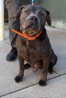 Enlarge Locust, a Adoptable mixed breed in Maryville, TN image 3/6