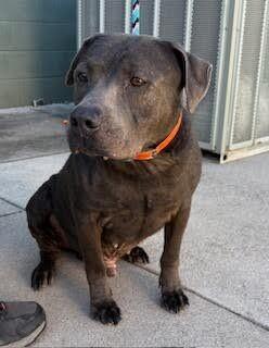Enlarge Locust, a Adoptable mixed breed in Maryville, TN image 4/6