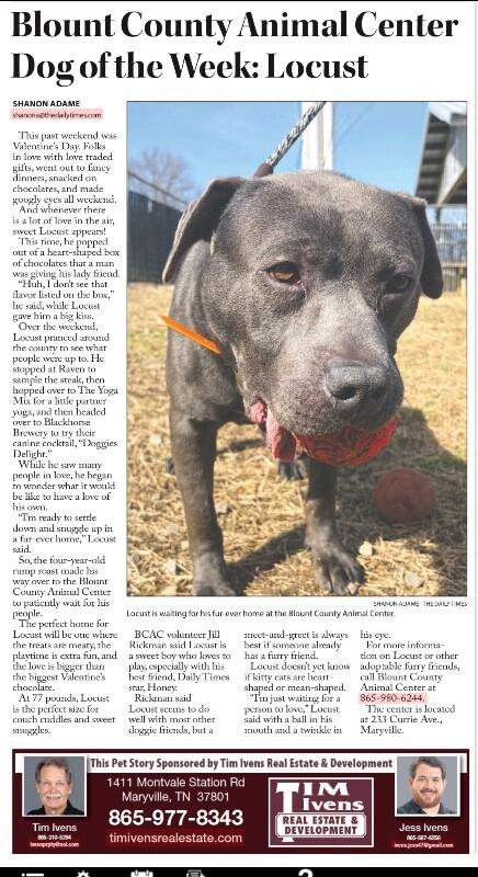 Enlarge Locust, a Adoptable mixed breed in Maryville, TN image 4/6