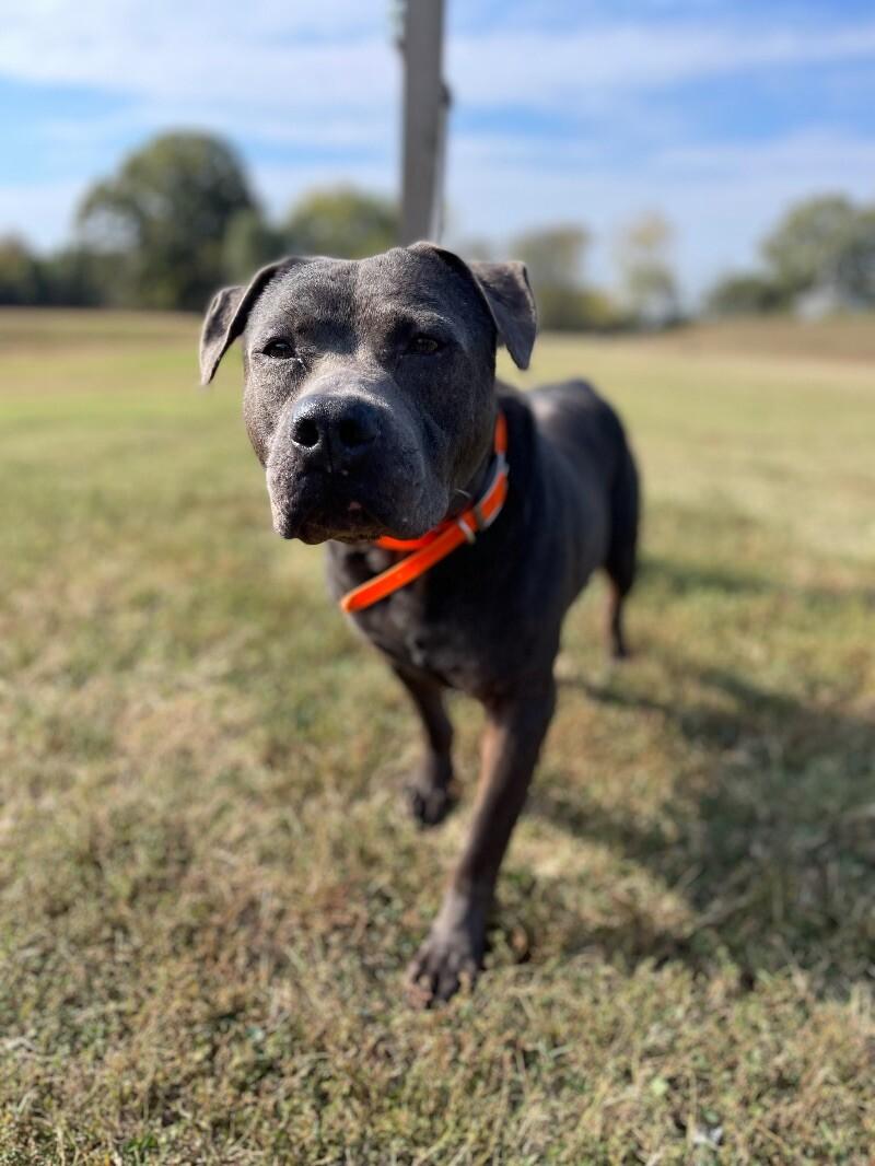 Enlarge Locust, a Adoptable mixed breed in Maryville, TN image 5/6