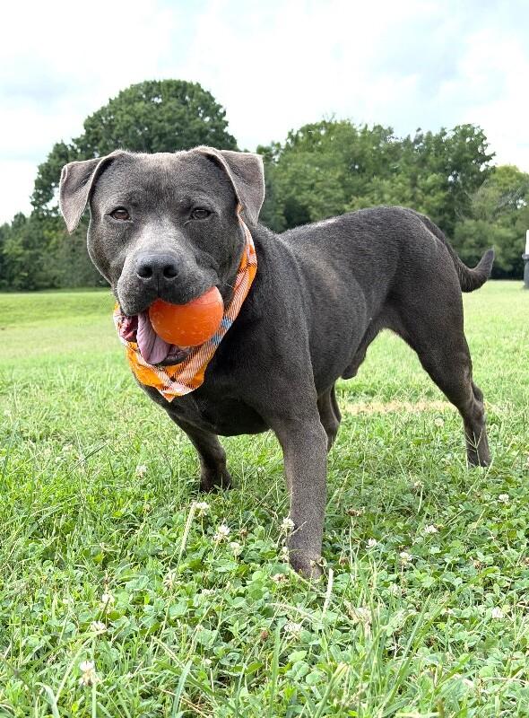 Locust, a Adoptable mixed breed in Maryville, TN image 4/6