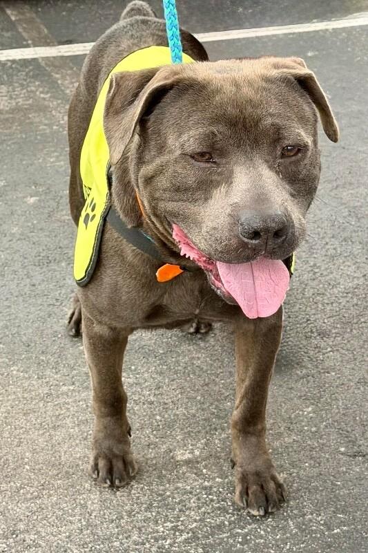 Enlarge Locust, a Adoptable mixed breed in Maryville, TN image 5/6
