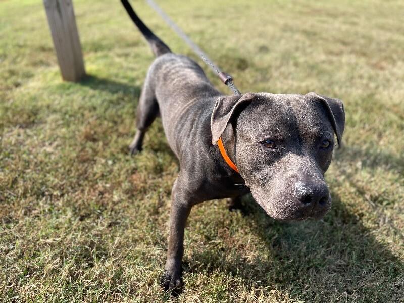 Enlarge Locust, a Adoptable mixed breed in Maryville, TN image 6/6