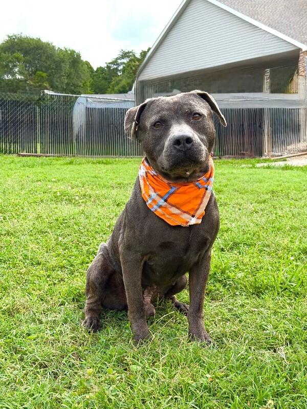 Locust, a Adoptable mixed breed in Maryville, TN image 5/6