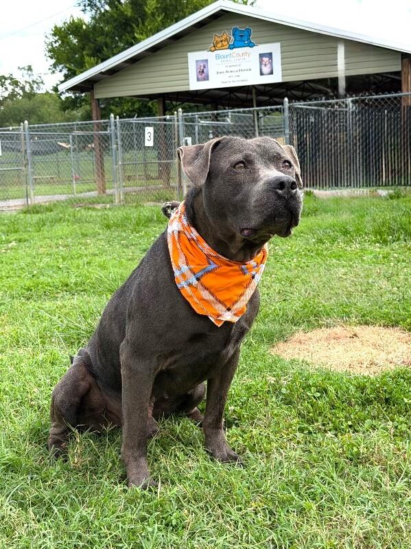 Locust, a Adoptable mixed breed in Maryville, TN image 6/6