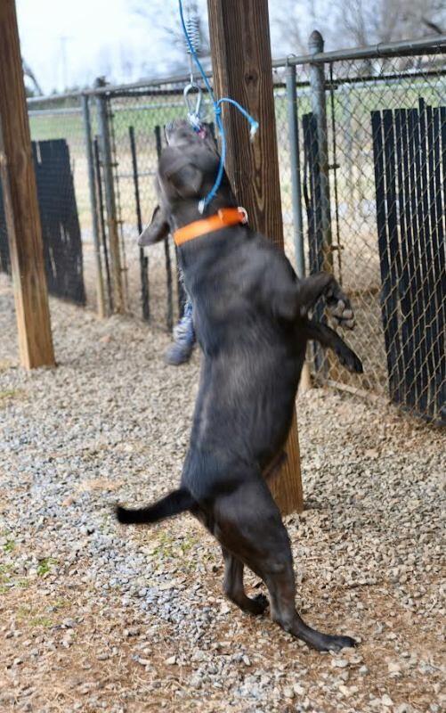 Enlarge Locust, a Adoptable mixed breed in Maryville, TN image 6/6