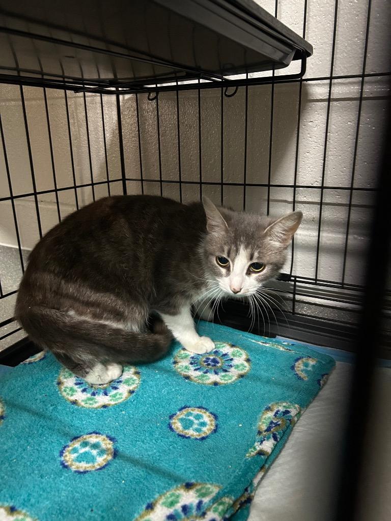 Catty B, Adoptable, Young Female Domestic Short Hair.