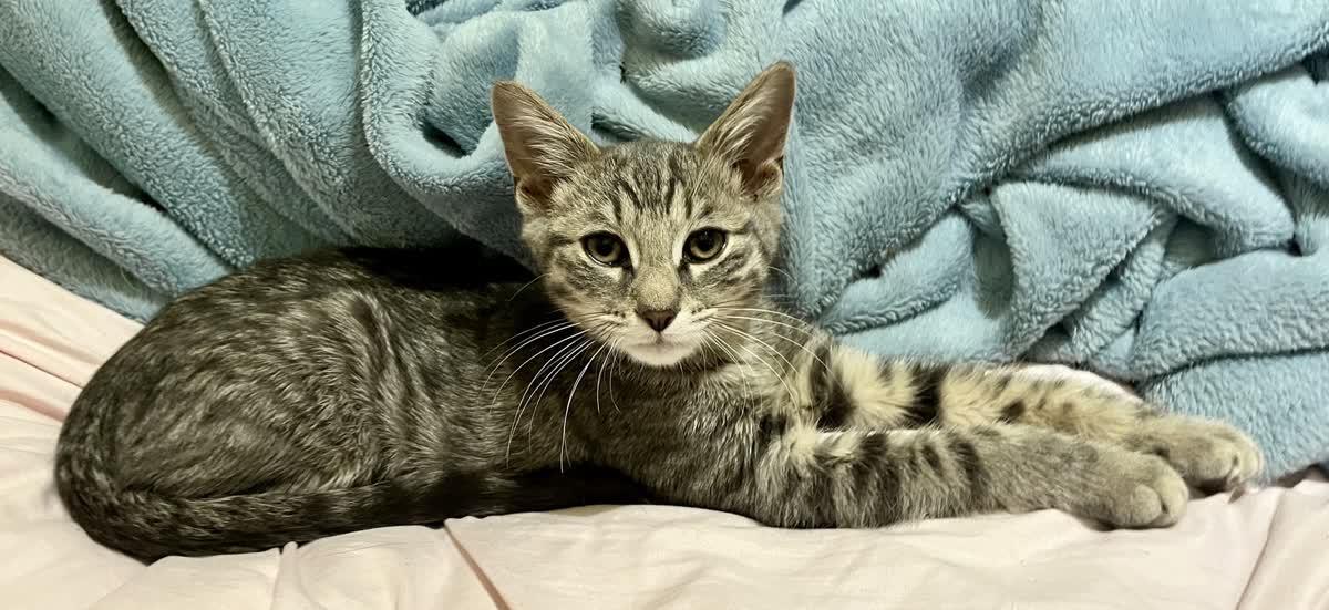 Enlarge Raymond, an adoptable Domestic Short Hair in Indianapolis, IN image 1/1