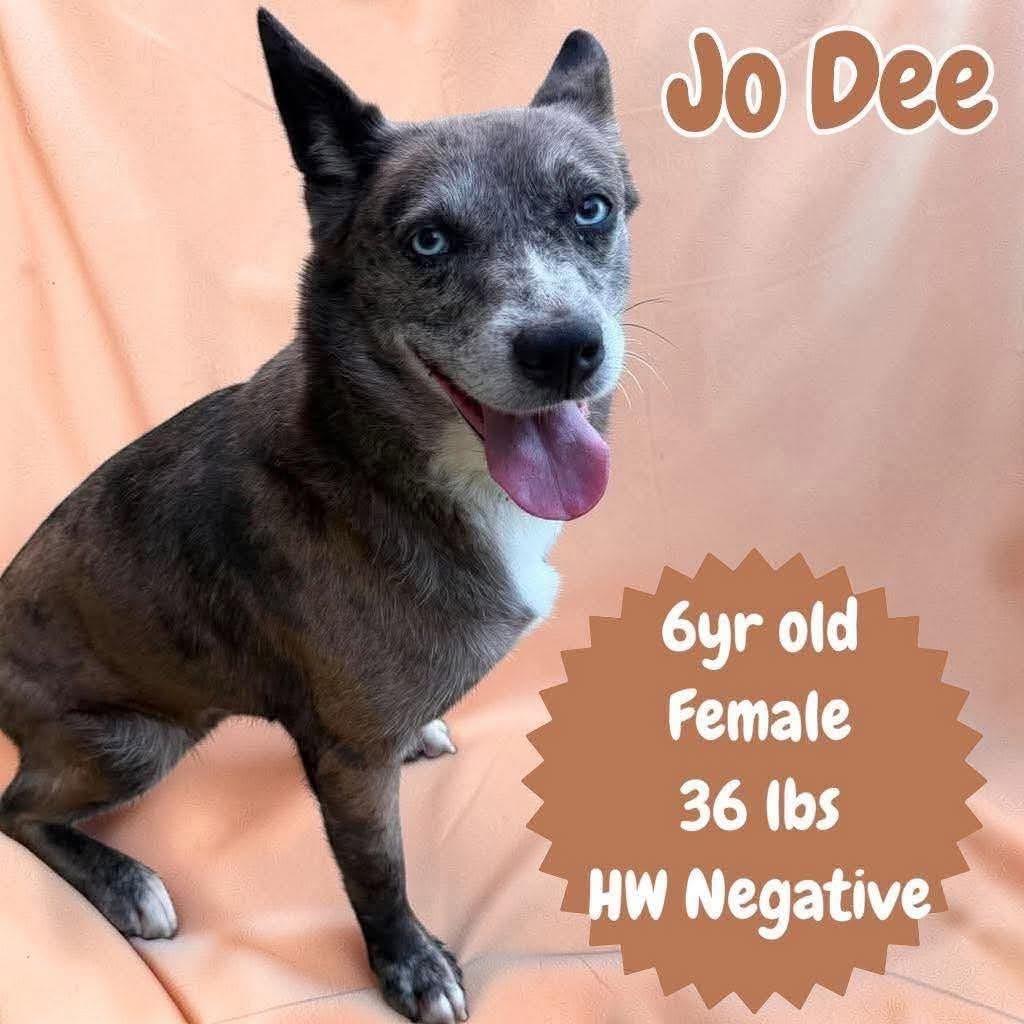 Jo Dee, ADOPTABLE, Adult Female Cattle Dog.