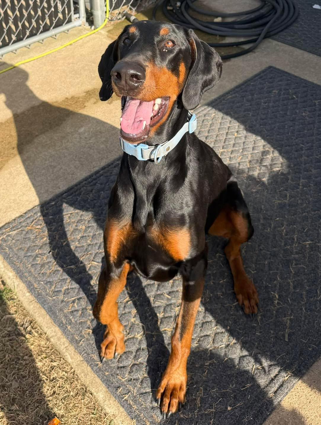 Ruthie, Adopted, Adult Female Doberman Pinscher.
