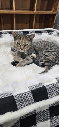 Charlie, Adoptable, Young Female Domestic Short Hair & Domestic Short Hair.