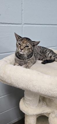 Enlarge Charlie, a Adoptable mixed breed in Cumming, GA image 2/3