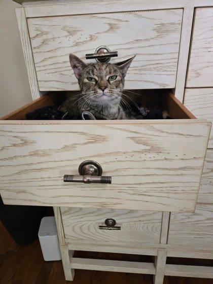 Enlarge Charlie, a Adoptable mixed breed in Cumming, GA image 3/3