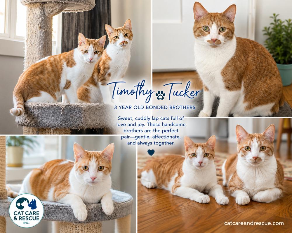 Timothy Bonded Pair with Sibling Tucker, Adoptable, Young Male Domestic Short Hair.