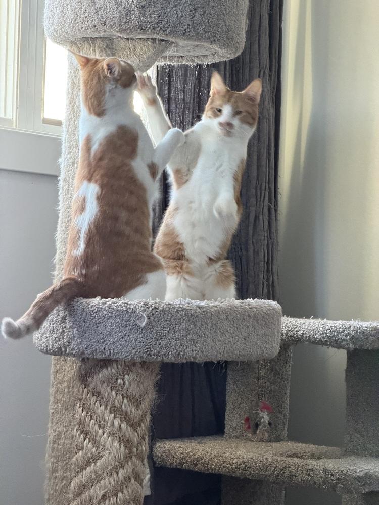 Enlarge Timothy, a Adoptable Domestic Short Hair in Chicago, IL image 2/5