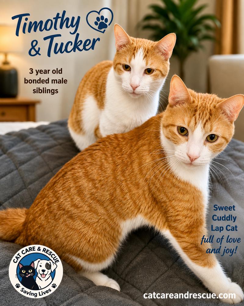 Enlarge Timothy Bonded Pair with Sibling Tucker, a Adoptable Domestic Short Hair in Chicago, IL image 2/3