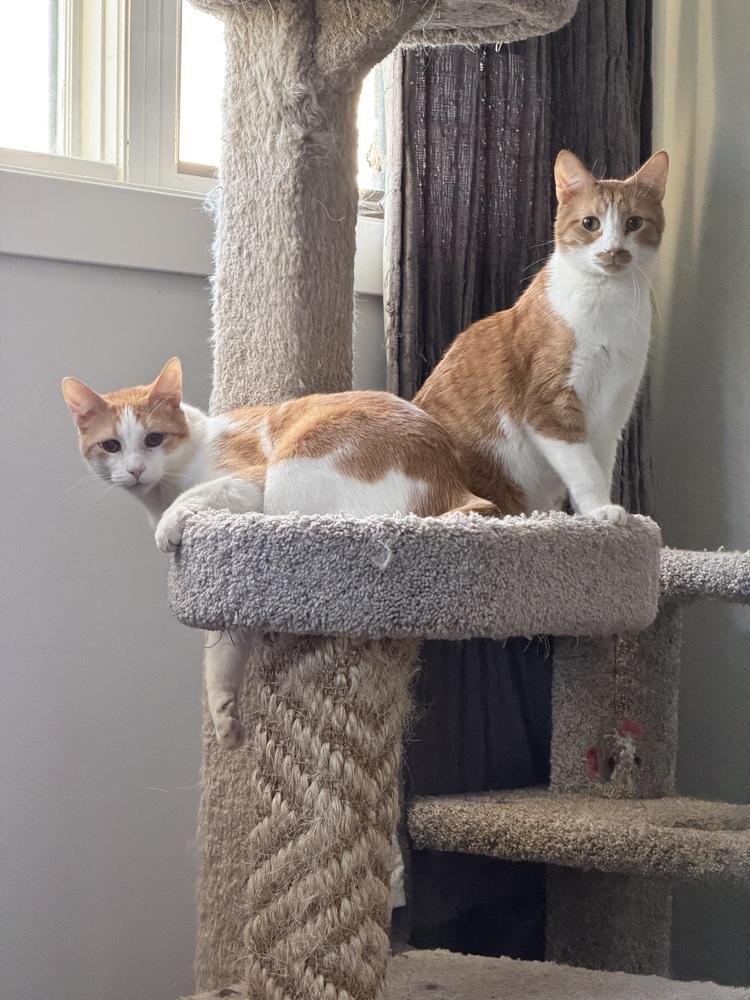 Enlarge Timothy, a Adoptable Domestic Short Hair in Chicago, IL image 3/5