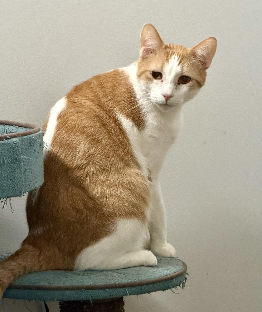 Enlarge Timothy, a Adoptable Domestic Short Hair in Chicago, IL image 4/6