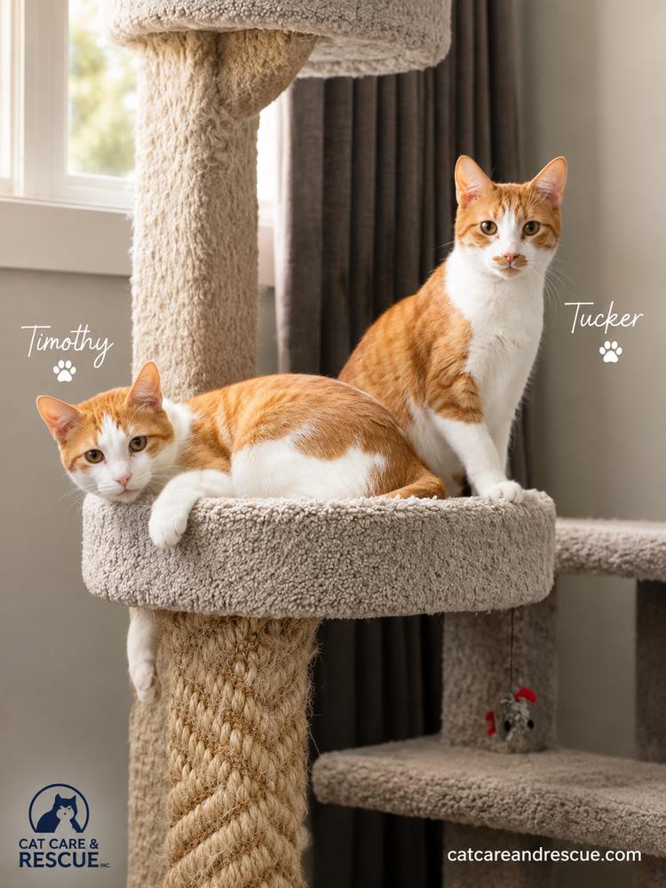 Enlarge Timothy Bonded Pair with Sibling Tucker, a Adoptable Domestic Short Hair in Chicago, IL image 3/3