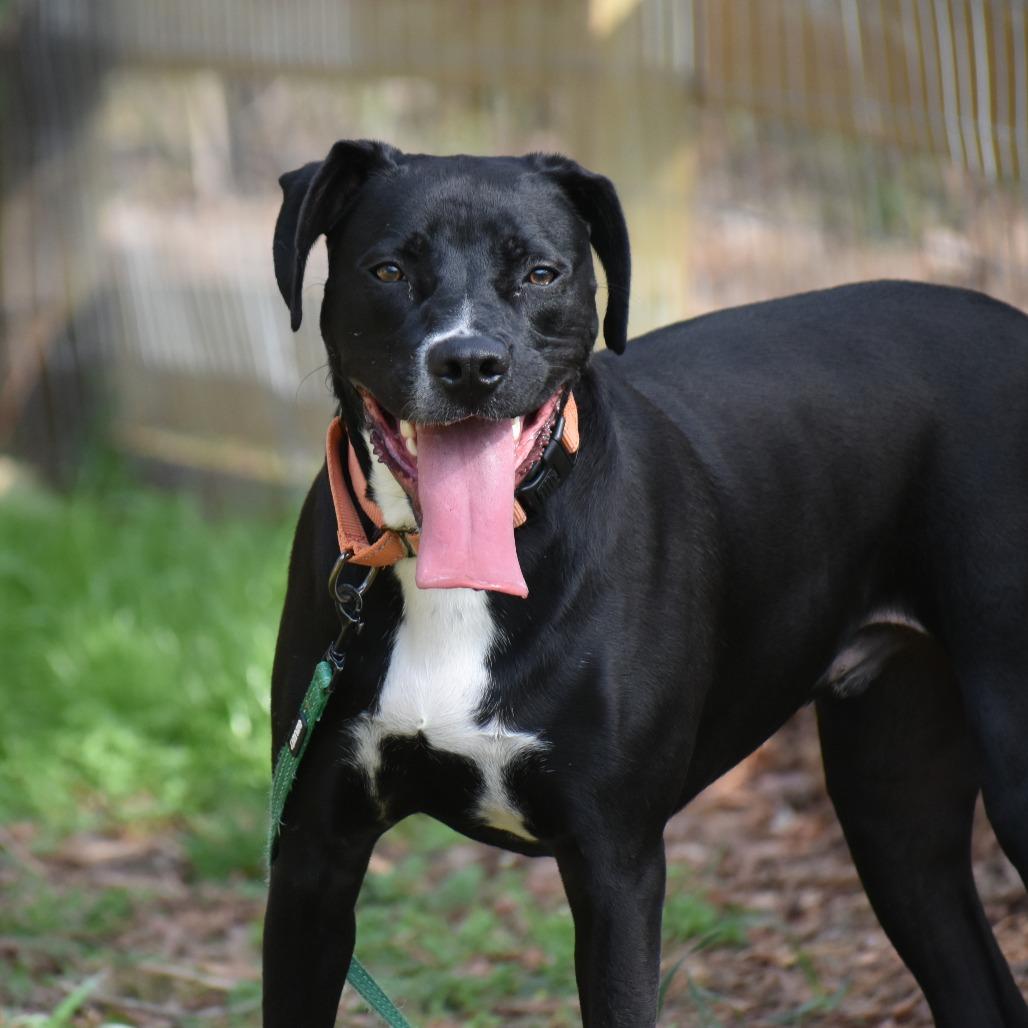 Enlarge Teddy, a Adoptable Mixed Breed in Mebane, NC image 1/4