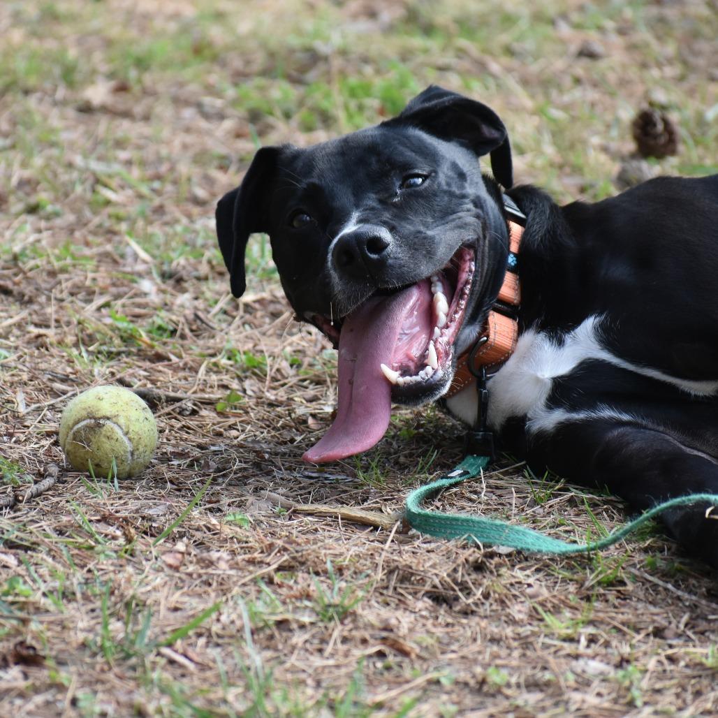 Enlarge Teddy, a Adoptable Mixed Breed in Mebane, NC image 2/4