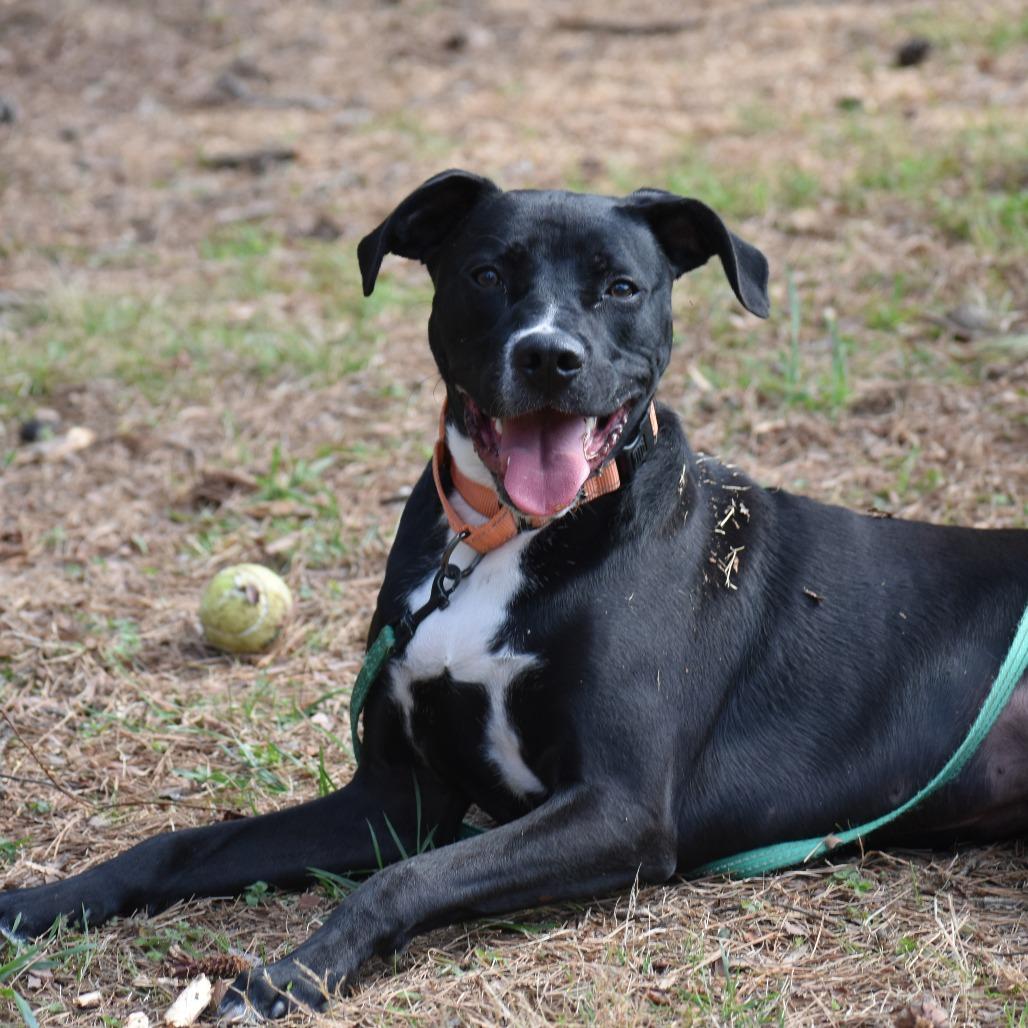 Enlarge Teddy, a Adoptable Mixed Breed in Mebane, NC image 3/4