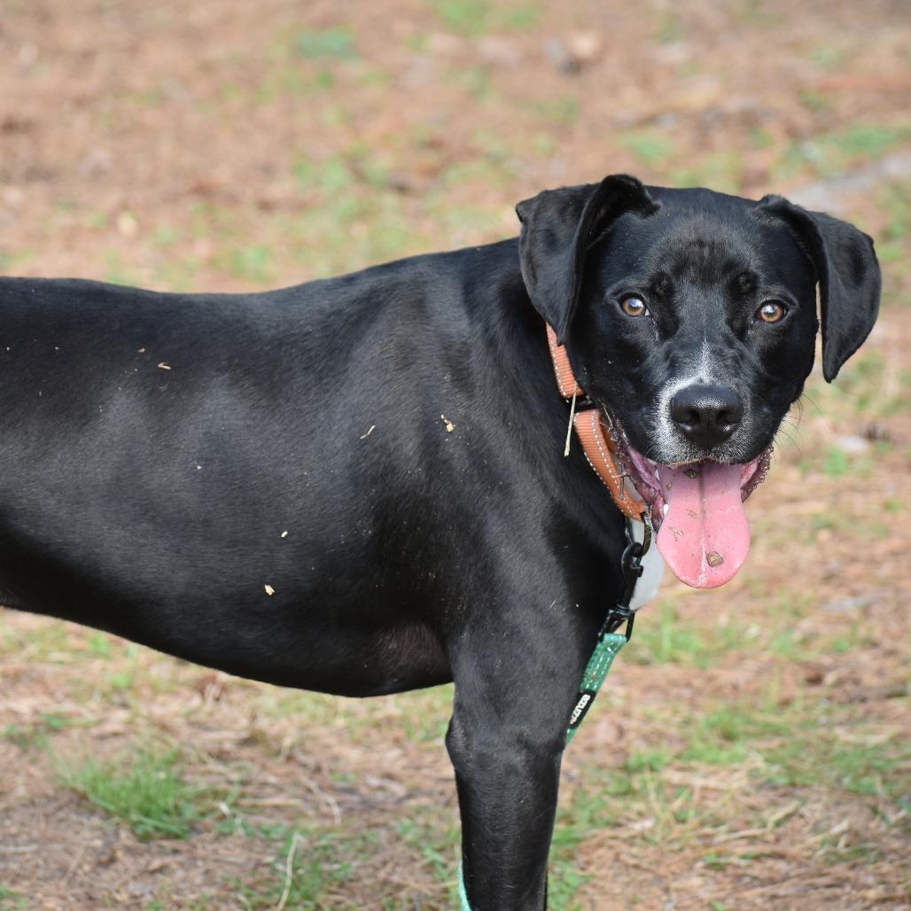 Enlarge Teddy, a Adoptable Mixed Breed in Mebane, NC image 4/4