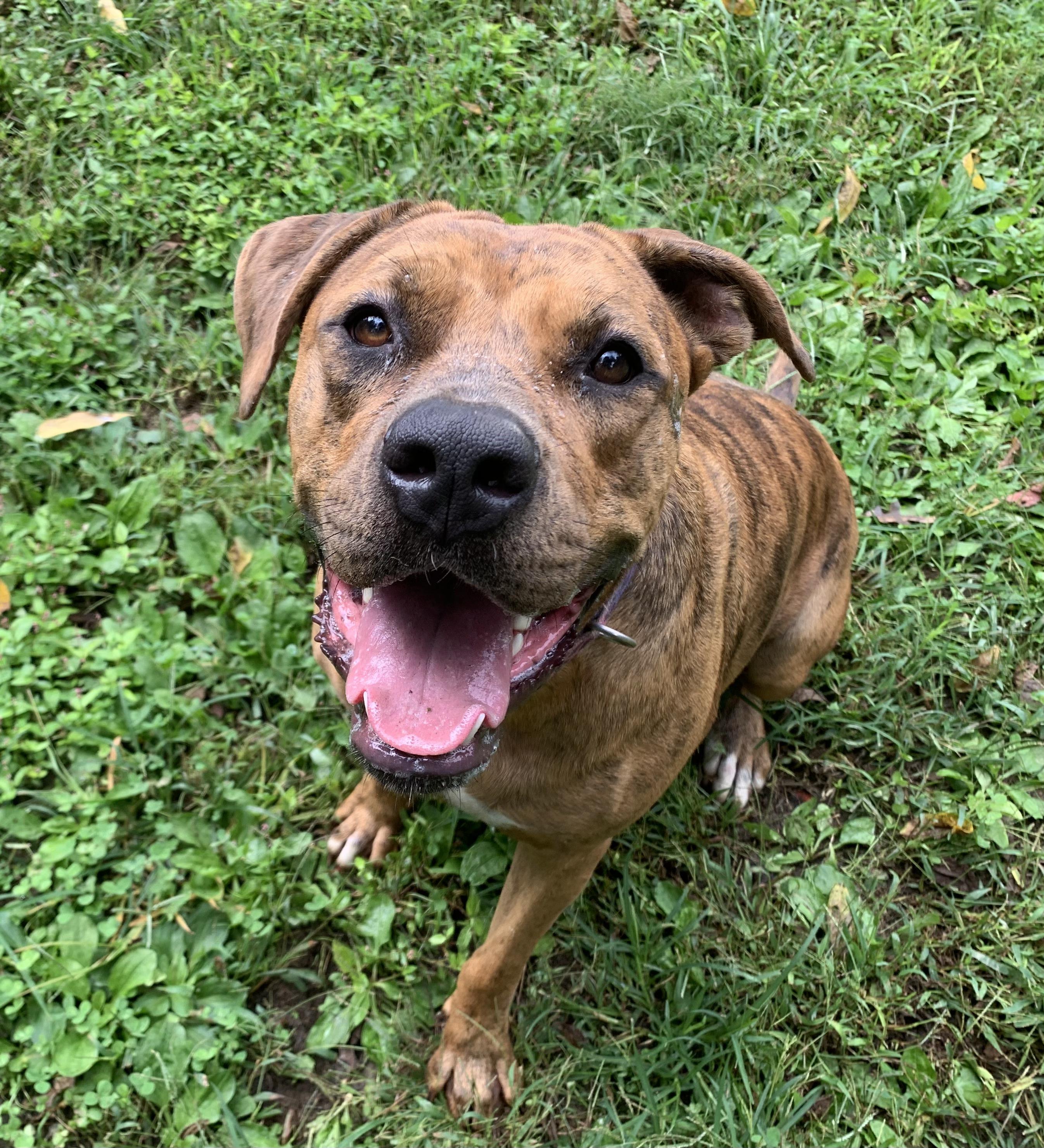 Enlarge Queenie, a Adoptable mixed breed in Saint Clairsville, OH image 5/6