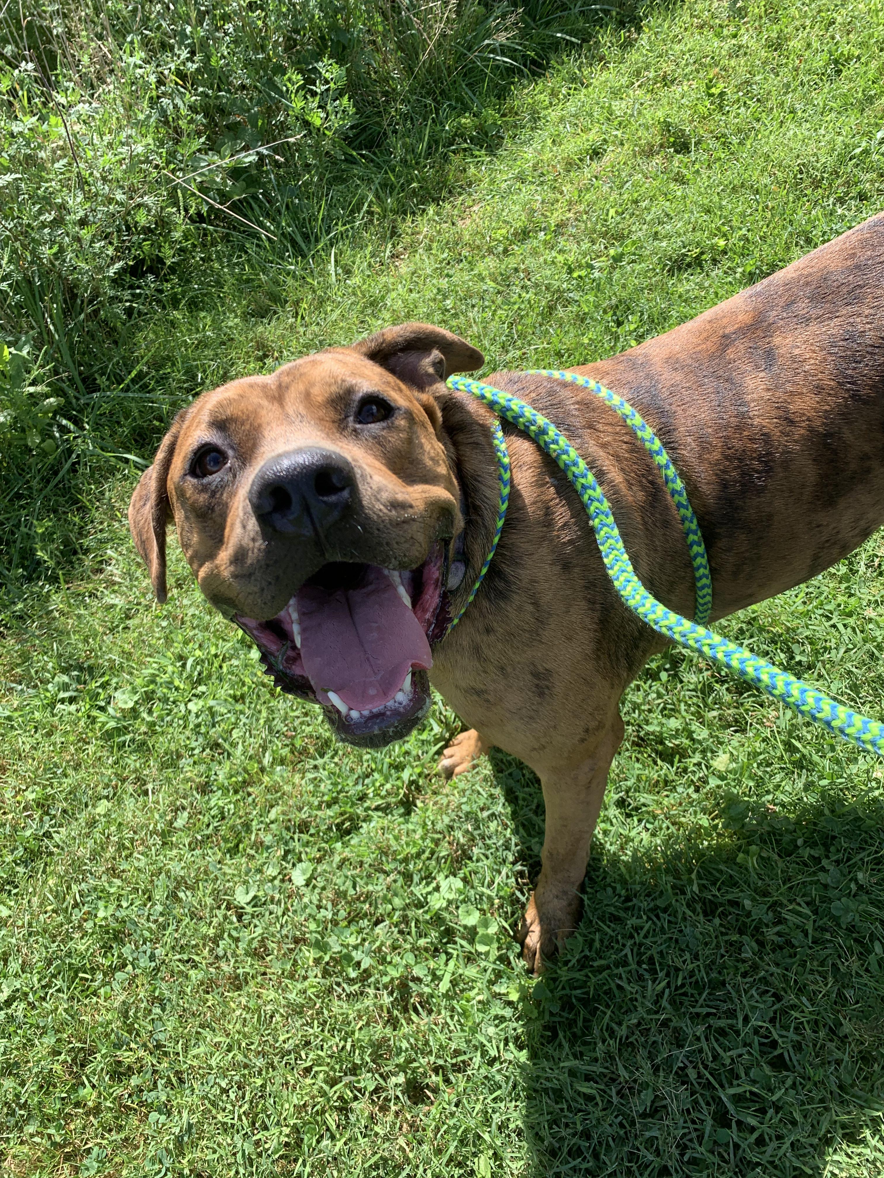 Enlarge Queenie, a Adoptable mixed breed in Saint Clairsville, OH image 2/6