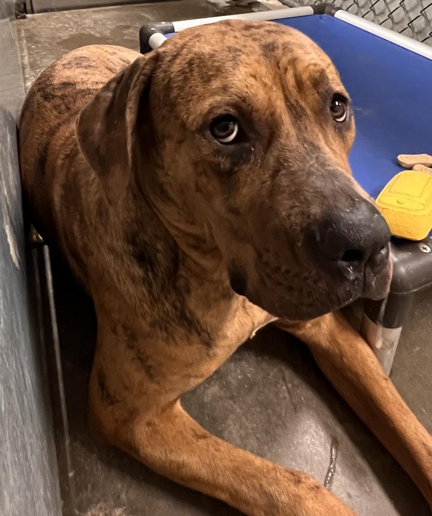 Queenie, Adoptable, Adult Female Cane Corso & Mixed Breed.