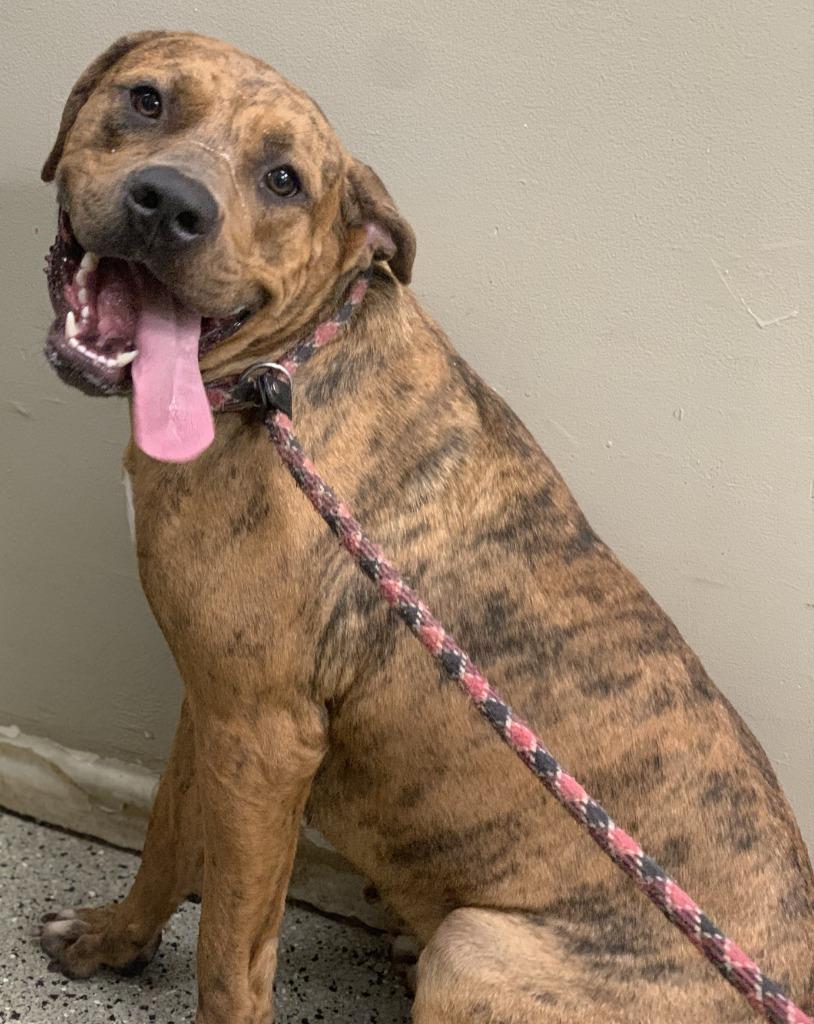 Queenie, Adoptable, Adult Female Cane Corso & Mixed Breed.