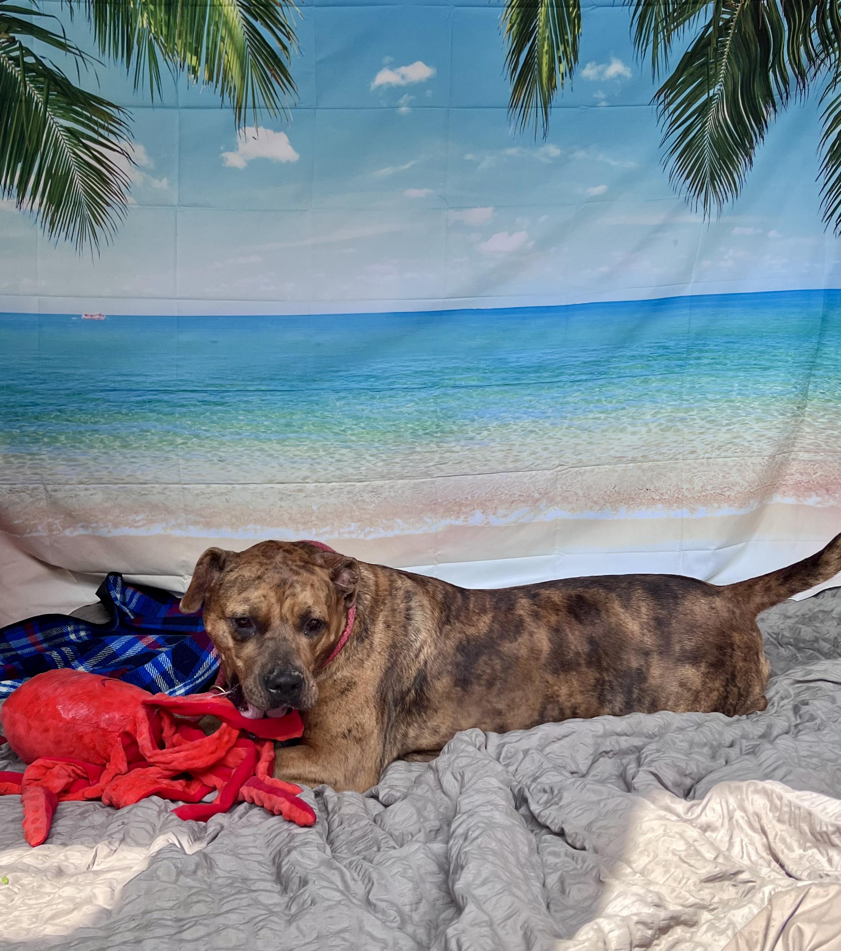 Enlarge Queenie, a Adoptable mixed breed in Saint Clairsville, OH image 6/6