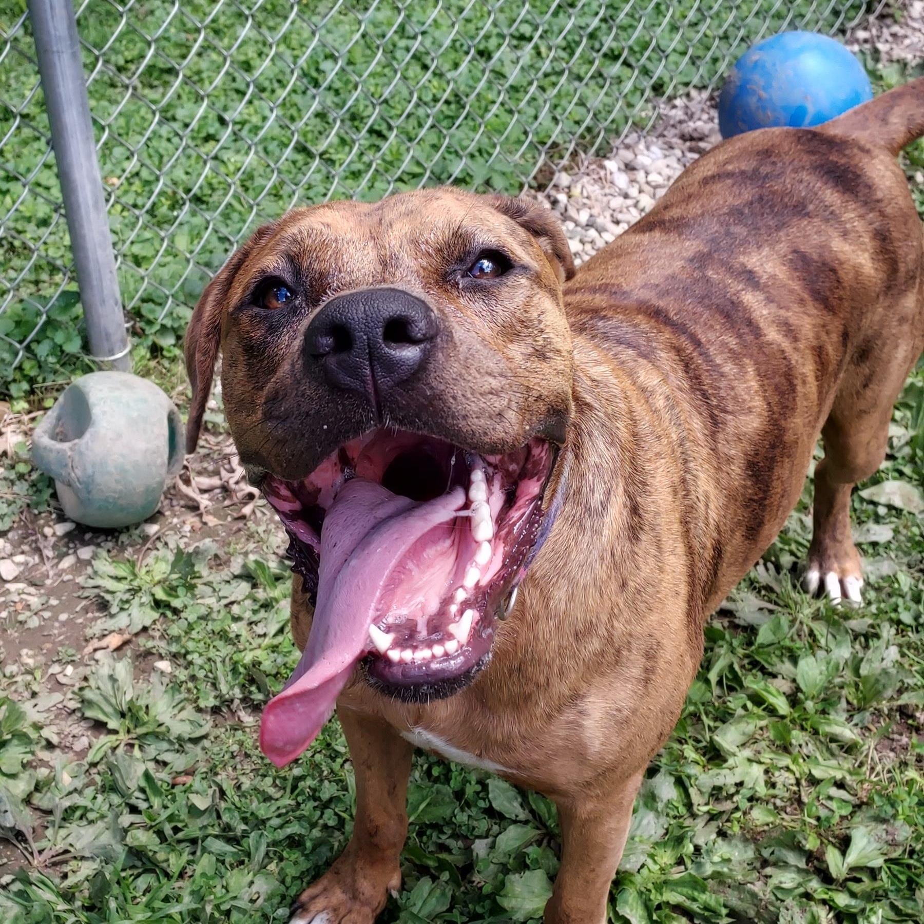 Enlarge Queenie, a Adoptable mixed breed in Saint Clairsville, OH image 1/6