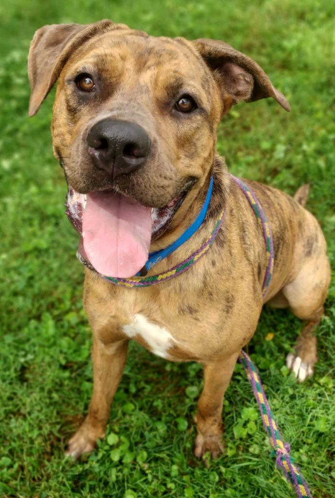 Enlarge Queenie, a Adoptable mixed breed in Saint Clairsville, OH image 3/3