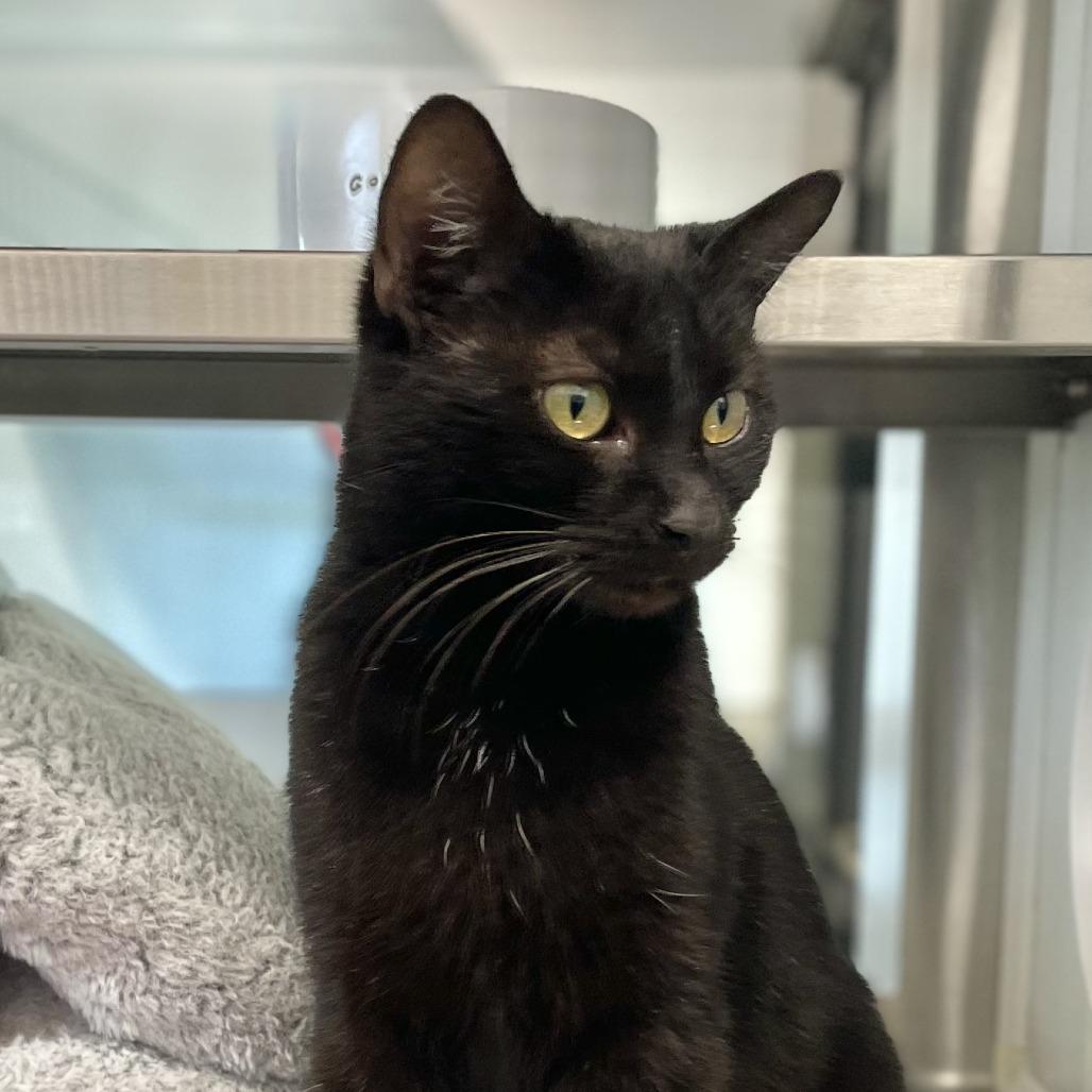 Rosalina, Adoptable, Adult Female Domestic Short Hair.