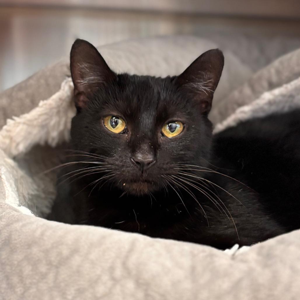 Enlarge Rosalina, a Adoptable Domestic Short Hair in Nashville, IN image 2/6