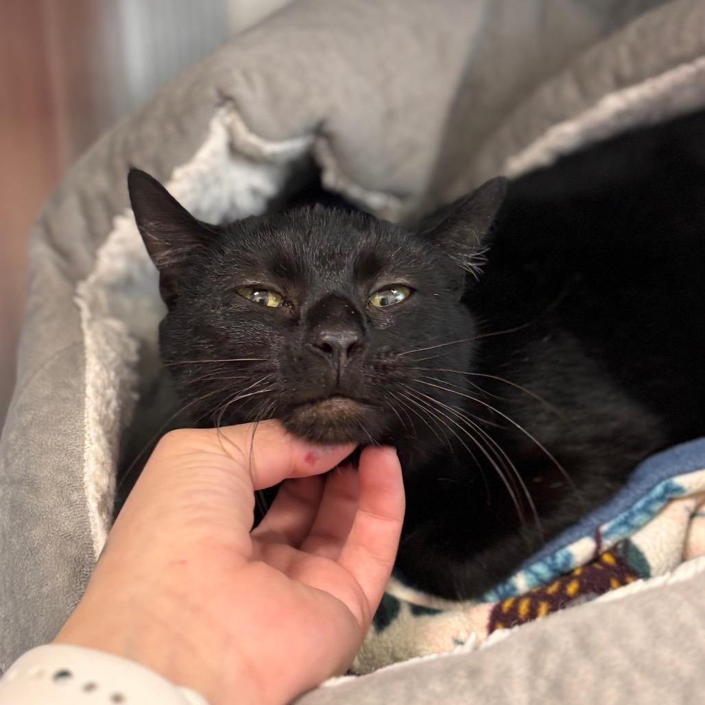 Enlarge Rosalina, a Adoptable Domestic Short Hair in Nashville, IN image 3/6