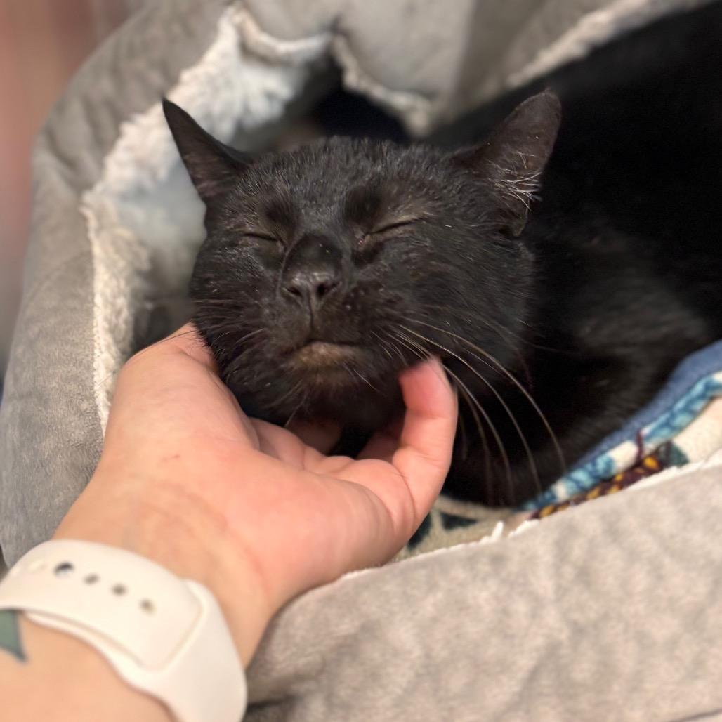 Enlarge Rosalina, a Adoptable Domestic Short Hair in Nashville, IN image 6/6