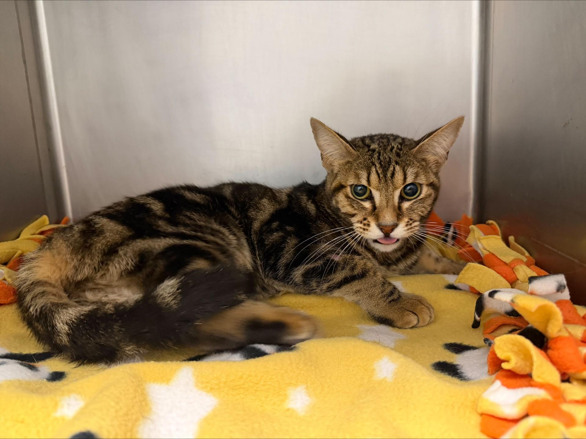 Enlarge Hotdog, a ADOPTABLE Domestic Short Hair in Yorkville, IL image 1/1