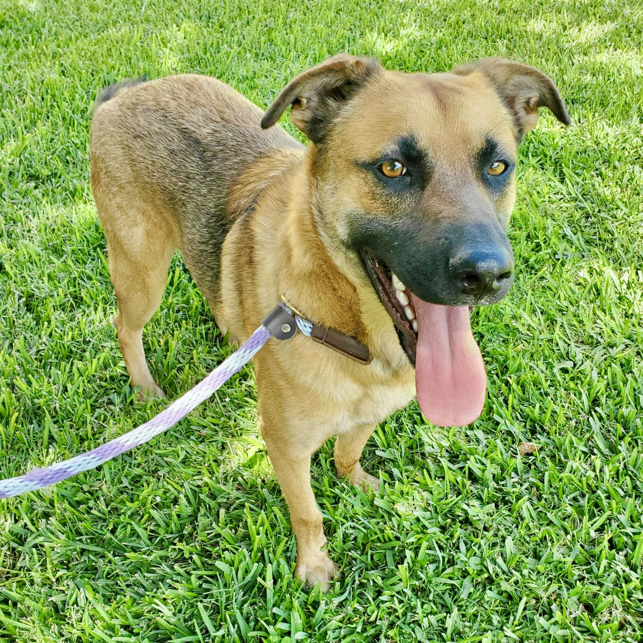 Enlarge Saro, a Adoptable mixed breed in Seattle, WA image 2/6